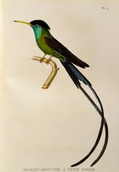 Roodsnavelwimpelstaart (Trochilus polytmus), gravure uit Les trochilidées ou les colibris et les oiseaux-mouches