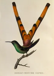 Roodstaartkomeetkolibrie (Sappho sparganurus), gravure uit Les trochilidées ou les colibris et les oiseaux-mouches