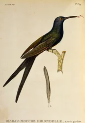 Zwaluwstaartkolibrie (Eupetomena macroura), gravure uit Les trochilidées ou les colibris et les oiseaux-mouches