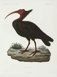 Kale ibis, Algerije