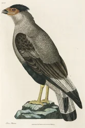 Kuifcaracara
