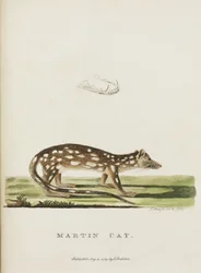Martin Kat, Australië, ca. 1788