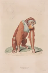 Orang-oetan, Indonesië