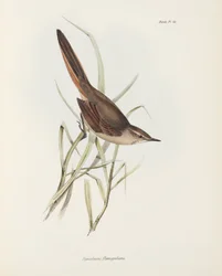 Stekelstaart, Zuid-Amerika, ca. 1832-1836