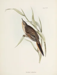 Stekelstaart, Zuid-Amerika, ca. 1832-1836