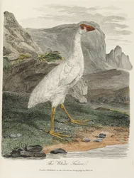 De Witte Fuut