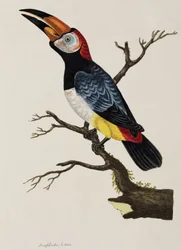 Toekan