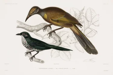 Twee soorten vogels