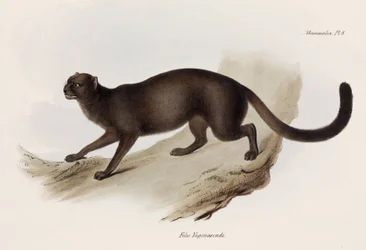 Wezel- of otterkat, Zuid-Amerika, circa 1832-1836