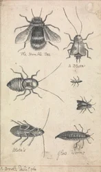 De nederige bij en insecten