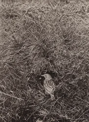 Graspieper