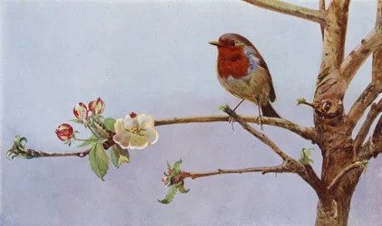 De roodborst