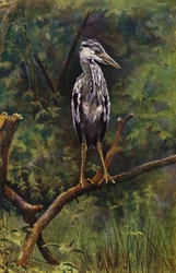Een jonge reiger