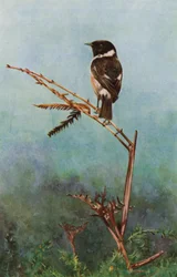 De roodborsttapuit