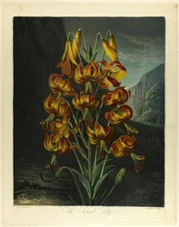 De Schitterende Lelie, uit De Tempel van Flora