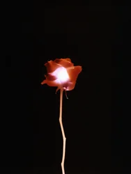 Zonder Titel, 2007