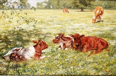 Kalveren in de Lente