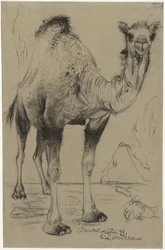 Dromedaris, 1894