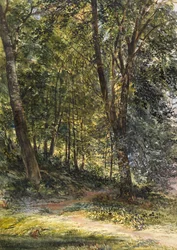 Zonovergoten Bossen, Surrey
