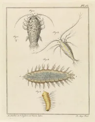 Agaatpissebed, copepode en borstelworm
