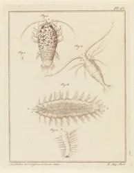 Agaatpissebed, copepode en borstelworm