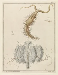 Franjeworm en een ribkwalletje