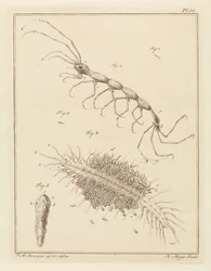 Teringlijdertje en een borstelworm