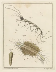 Teringlijdertje en een borstelworm