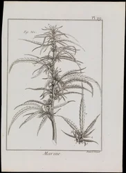 Marien diagram van bloemen, c.1810