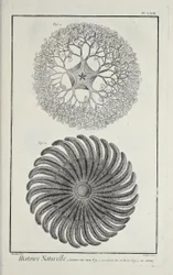 Zeesterren, illustratie uit 