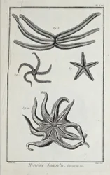 Zee sterren, illustratie uit 