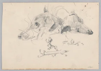 Hond en leeuw
