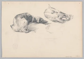 Honden