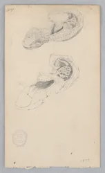 Schoen