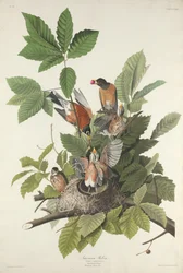 Amerikaanse roodborst, 1832