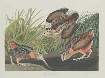 Amerikaanse Houtsnip, 1835