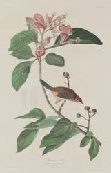 Bachmans Vink, 1833