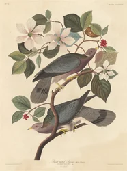 Bandstaartduif, 1837.