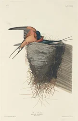 Boerenzwaluw