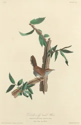 Bewicks langstaartwinterkoning, 1827.