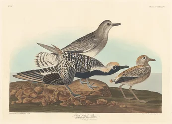 Zwartbuikplevier, 1836