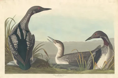 Zwartkeelduiker, 1836