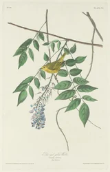 Blauwogige gele zanger, 1830