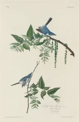 Blauw-grijze vliegenvanger, 1830