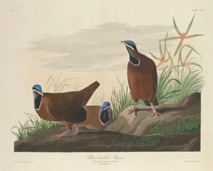Blauwkopduif, 1833