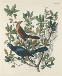 Bootstaarttroepiaal, 1834