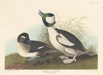 Buffelkop-eend, 1836