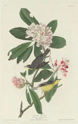 Canada Zanger, 1831