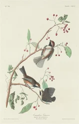 Canadese Mees, 1834
