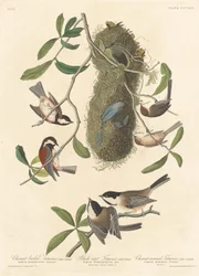 Kastanjebruine Mees, Zwartkopmees en Kastanjekopmees, 1837